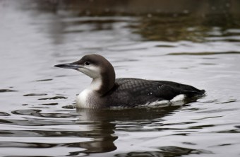 Prachttaucher im Schlichtkleid | © Marcus Bosch