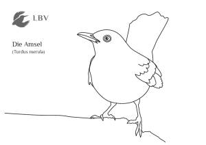 Malvorlage Amsel