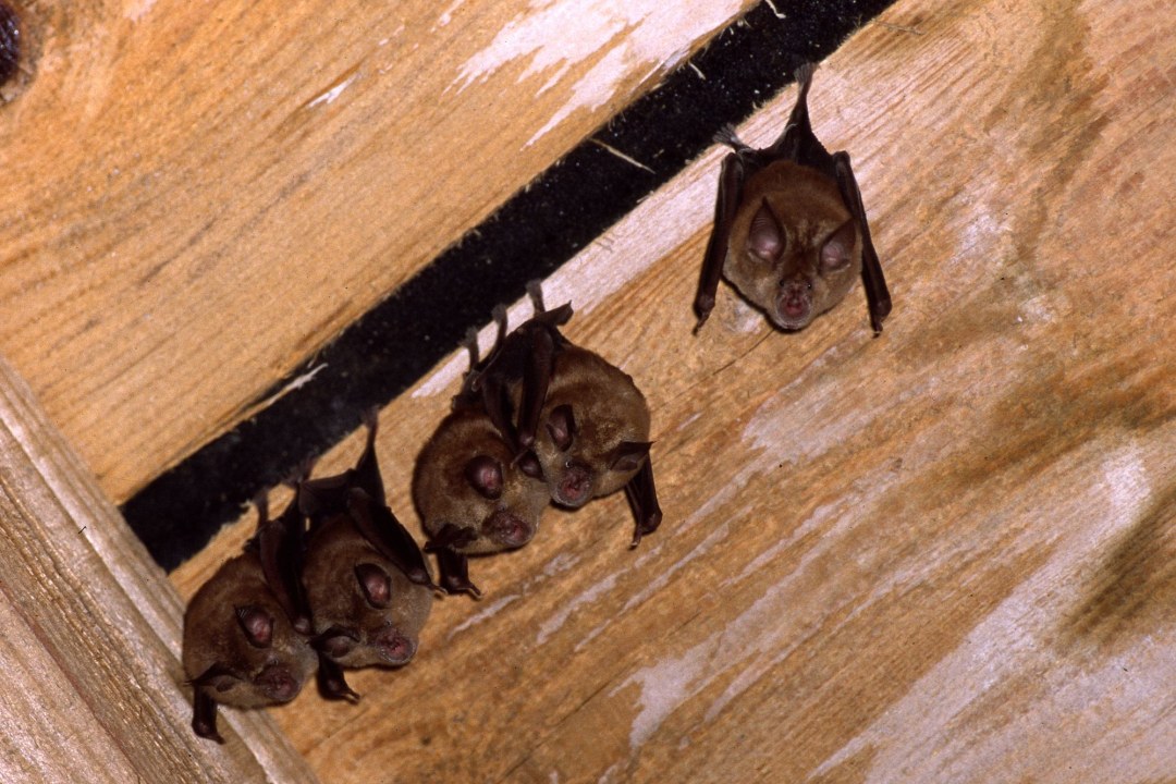 Fünf Kleine Hufeisennasen | © Andreas Hartl