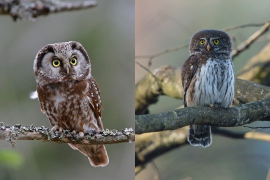 Raufusskauz links Sperlingskauz rechts | © Dr. Christoph Moning / Gunther Zieger