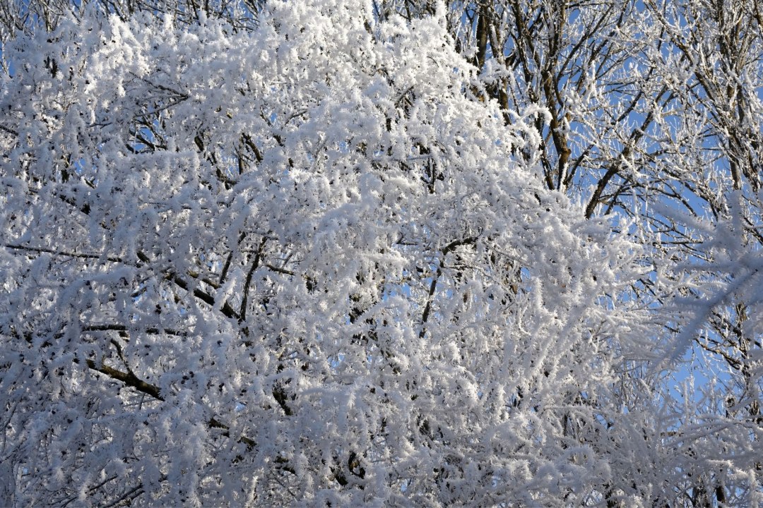 Raureif | © Dr. Eberhard Pfeuffer