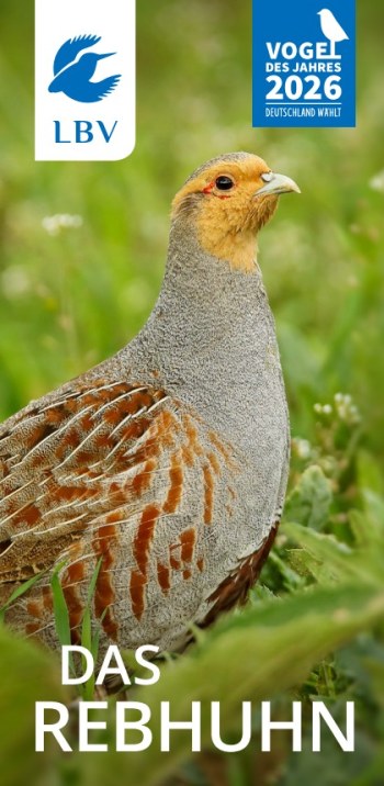 Ein Rebhuhn steht aufmerksam im grünen Gras, beworben als Vogel des Jahres 2026
