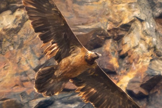 Recka im Oktober 2025 in den Hohen Tauern | © Florian Egger