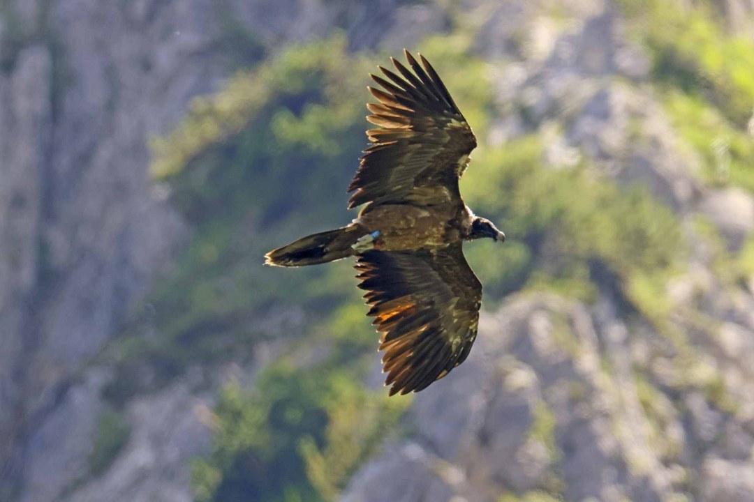 Bartgeier Recka | © Markus Leitner