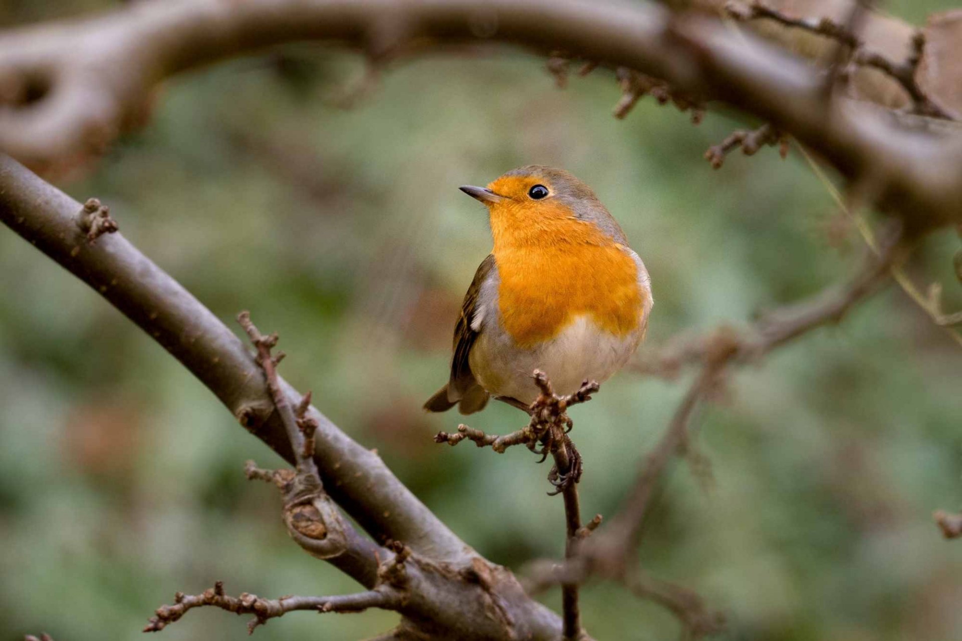 Rotkehlchen | © Renate Eberle
