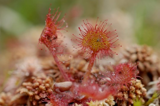 Sonnentau | E. Pfeuffer