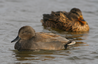 Schnatterenten-Paar auf dem Wasser, Männchen vorne Weibchen hinten | © Zdenek Tunka