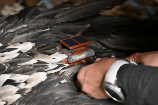 Sender auf dem Rücken von Bartgeier | © Hansruedi Weyrich