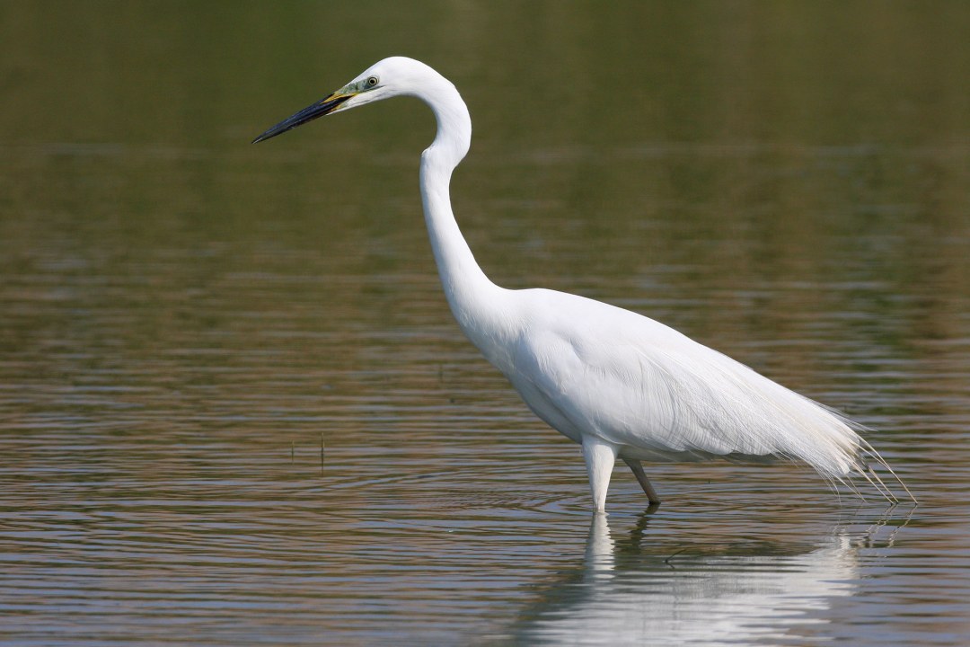 Silberreiher im Wasser | © Zdenek Tunka