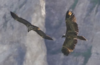 Bartgeier Sisi | © Christian Steiger