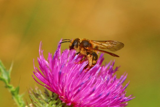 Eine Skabiosenfurchenbiene sammelt Nektar Gewöhnlicher Kratzdistel | © Monika Graf