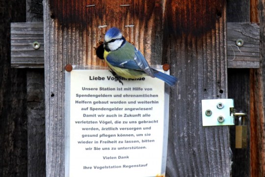 Blaumeise an der Spendenbox in Regenstauf | © Ferdinand Baer