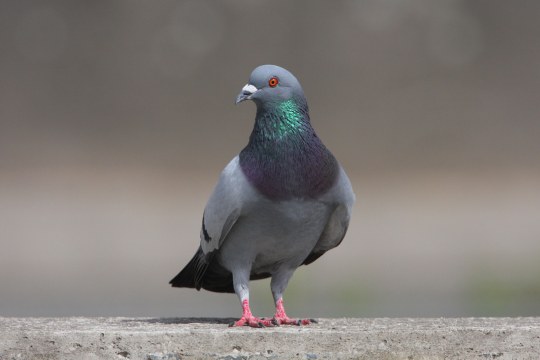 Straßentaube | © Zdenek Tunka
