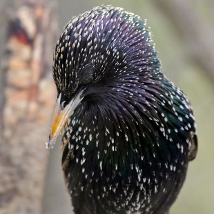 Nahaufnahme Star frontal | © Carl-Peter Herbolzheimer