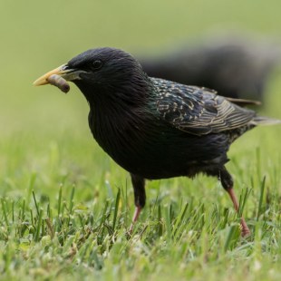 Star mit Wurm im Schnabel auf einer Wiese | © Robert Kugler