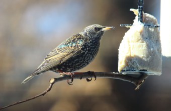 Star sitzt auf einem Ast, vor ihm hängt ein Futterkuchen, der halb aufgefressen ist | © Peter Bria