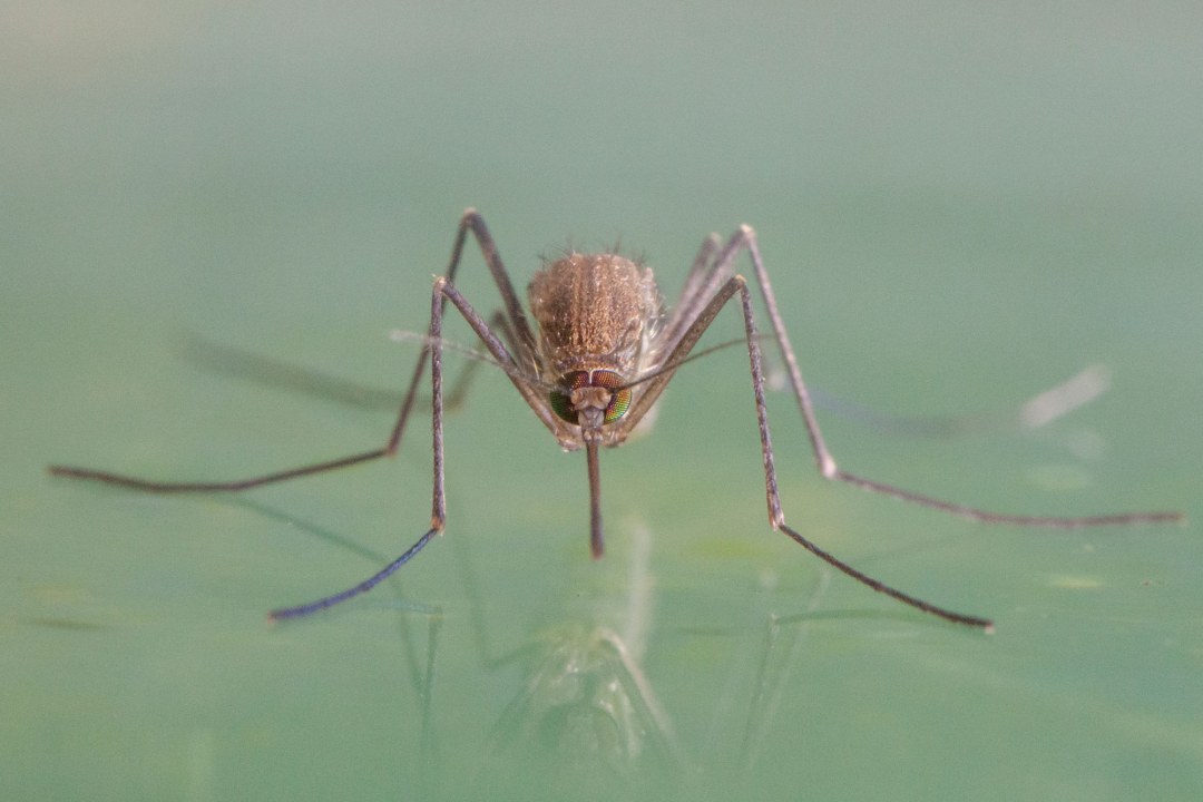 Steckmücke | © Ralph Sturm