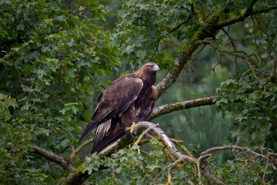 Steinadler auf einem Ast im Baum | © Marcus Bosch