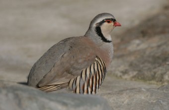 Steinhuhn auf Fels | © H.-J. Fünfstück