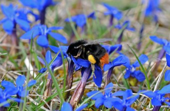 Steinhummel auf blauen Blumen, den Frühlingsenzian | © Dr. Eberhard Pfeuffer