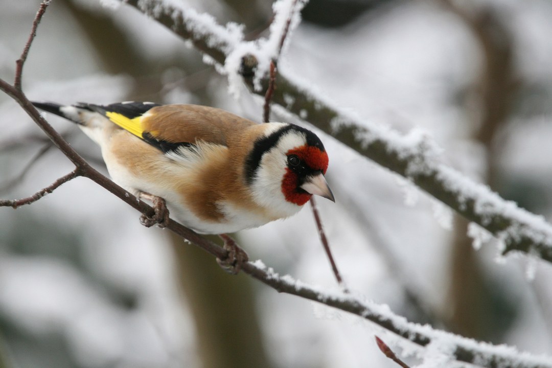 Ein Stieglitz, auch Distelfink genannt, sitzt in einem verschneiten Baum | © Monika Graf