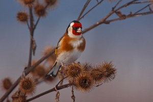 Portrait-Aufnahme eines Stieglitzes, der auf Samenpflanzen sitzt | © Marcus Bosch