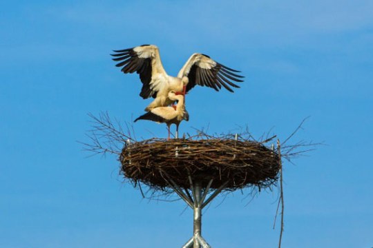 Storchenpaar im Horst | © H.-P. Schönecker