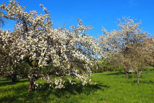 Streuobstwiese | © Franziska Wenger
