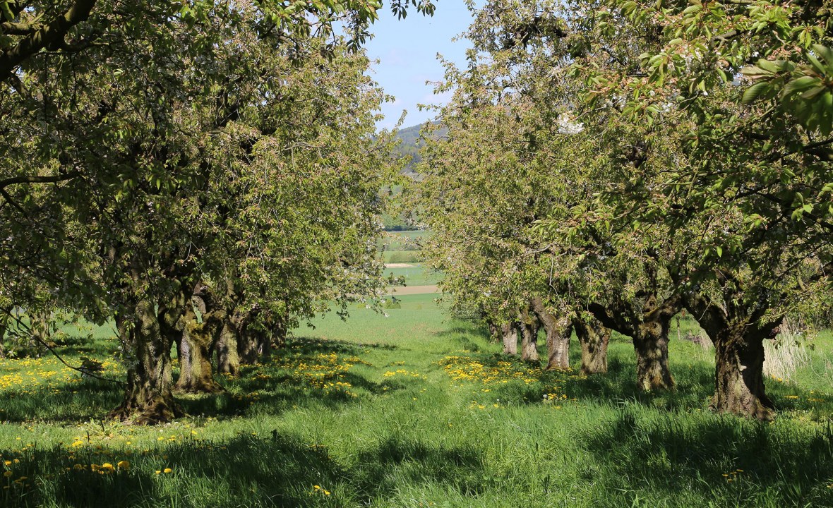 Streuobstwiese | © Peter Bria