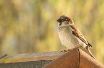 Haussperling | © Lisa Merdes