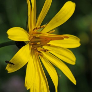 Tragopogon pratensis. Wiesen-Bocksbart | © Dr. Eberhard Pfeuffer