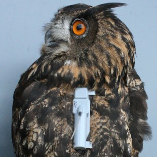 Besenderter Uhu | © Anne Schneider