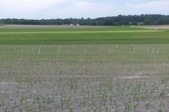 Ackerbrache für Kiebitze | © Vitus Hörfurter