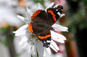 Admiral sitzt auf einer Blume | © Dr. Eberhard Pfeuffer