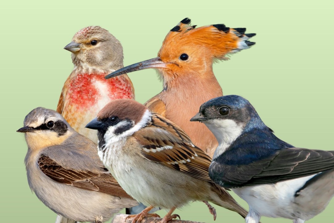 Vogel des Jahres Cover