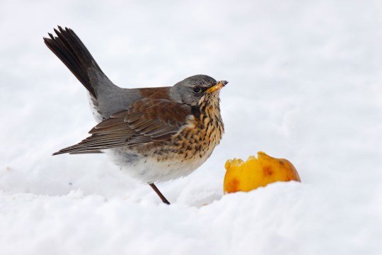 Wacholderdrossel mit Apfel im Schnee | © Marcus Bosch