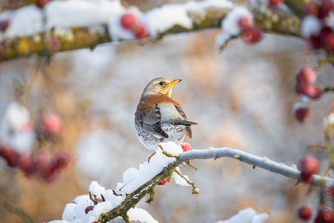 Wacholderdrossel im Schnee | © Stefan Weber