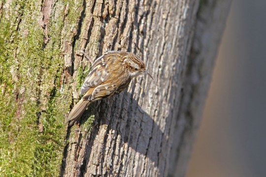 Waldbaumläufer von hinten, klettert Baum hoch | © Dr. Christoph Moning