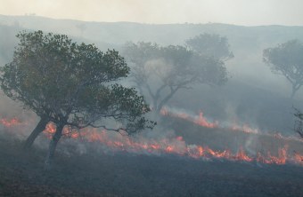 Feuerzungen am Boden und viel Rauch in einem Wald | © Dr. Christoph Moning