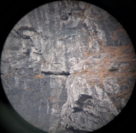 Schnappschuss von Wally aus der riesigen Watzmann Ostwand |© Silke Moll