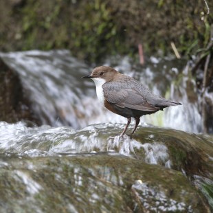 Wasseramsel im Bergbach | © Dieter Hopf
