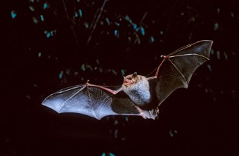 Wasserfledermaus im Flug in der Nacht | © Thomas Stephan