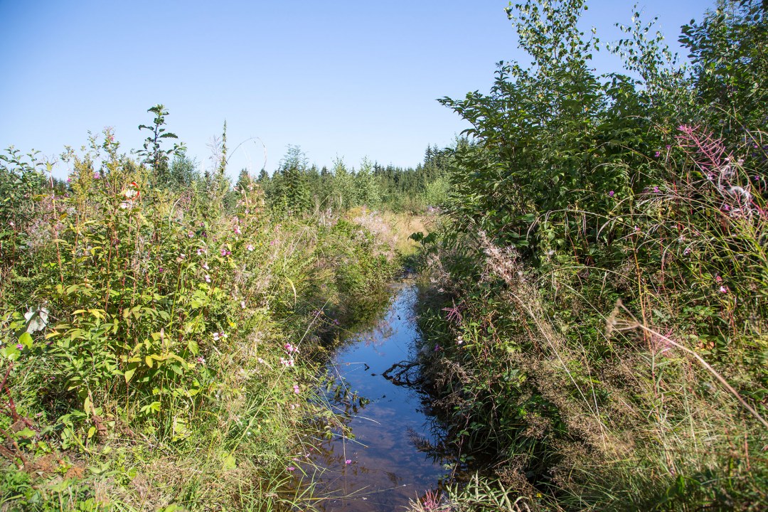 Wassergraben in strukturreichen Ufern | © Ralph Sturm