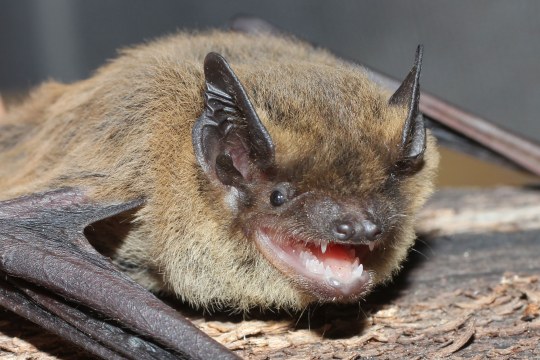 Wasserfledermaus | © Dr. Andreas Zahn