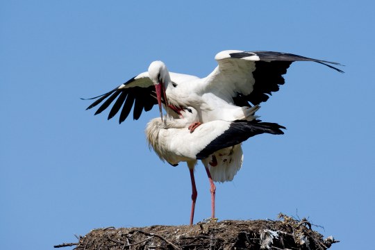 Zwei Weißstörche bei der Paarung im Horst | © Frank Derer