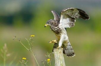 Wespenbussard mit ausgebreiteten Flügeln landet auf Baumstumpf | © Bosch Christoph