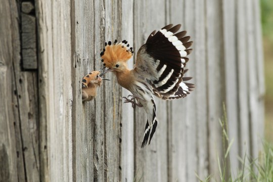 Wiedehopf füttert Junges im Flug | © Dieter Hopf