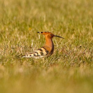 Wiedehopf auf Wiese | © Nikolas Dörfler