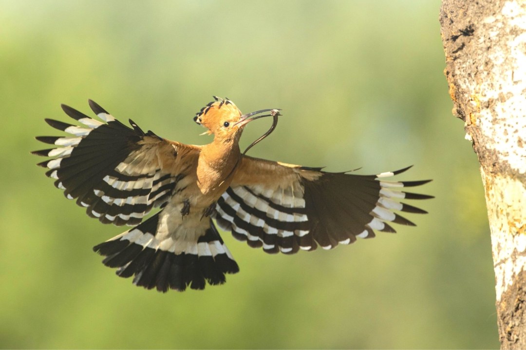 Wiedehopf_im_Flug | © Rosl Roessner