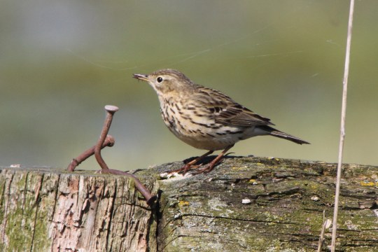 Wiesenpieper auf Baumstamm | © Klaus Schulze